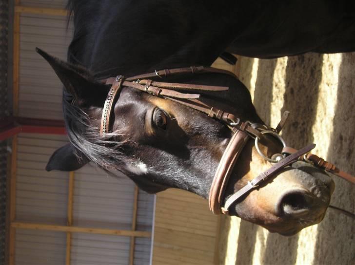 Oldenborg GIPSY - Velkommen til Gipsy´s Profil xD Hans smukke hoved <3 Foto : Jeanne Keller ( mig ) billede 1