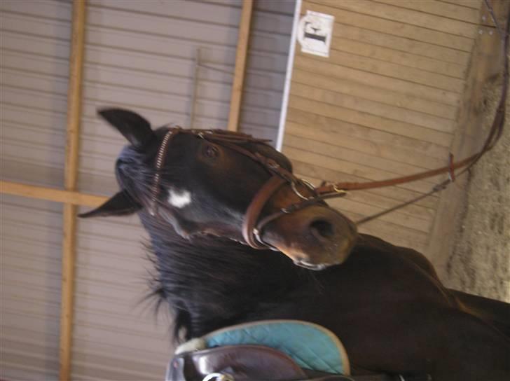 Oldenborg GIPSY - Nej hvor er hans hoved bare lækker ikke ?? Foto : Jeanne Keller ( mig ) billede 2