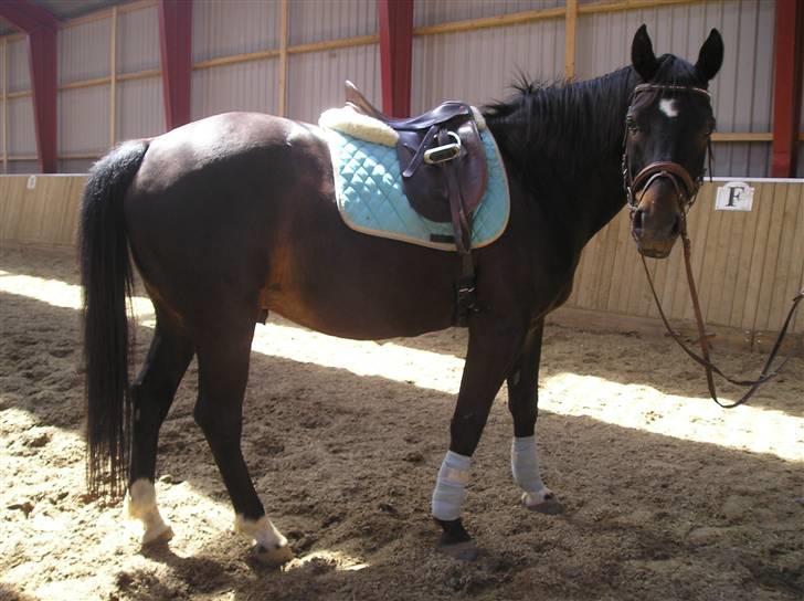 Oldenborg GIPSY - Ej jeg er bare lækker eller hvad ?? Foto : Jeanne Keller ( mig ) billede 3