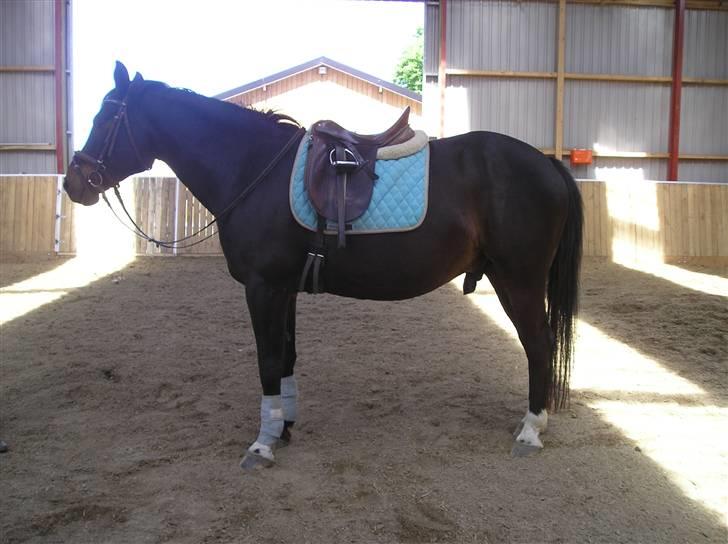 Oldenborg GIPSY - Jeg er alser træt jeanne.. du må ikke tage billeder af mig .. Foto : Jeanne Keller ( mig ) billede 4