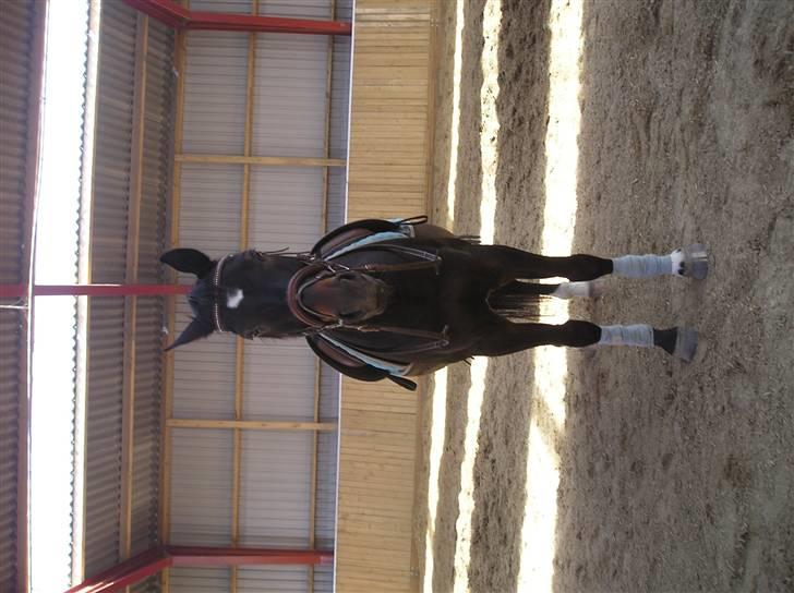 Oldenborg GIPSY - Nu står jeg bare der og keder mig .. Foto : Jeanne Keller ( mig ) billede 5