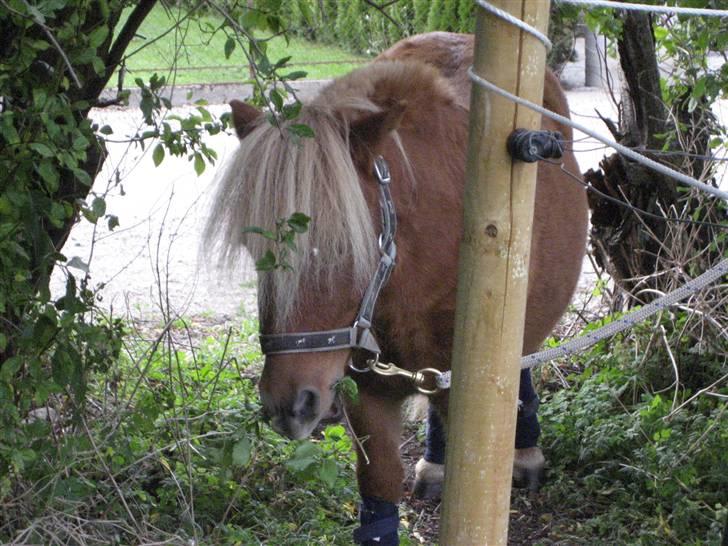 Shetlænder lucas :D - er vi ik søde ! <33 :D billede 7