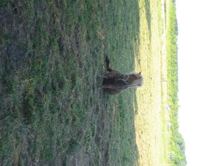 Shetlænder lucas :D - han er bar såååå sød !! dte er helt vildt ! billede 8