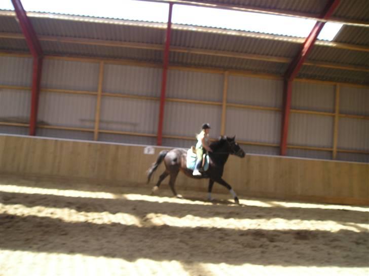 Oldenborg GIPSY - Nuh ja .. Galop Galop på fuld fart :) .. Foto : Christina billede 9