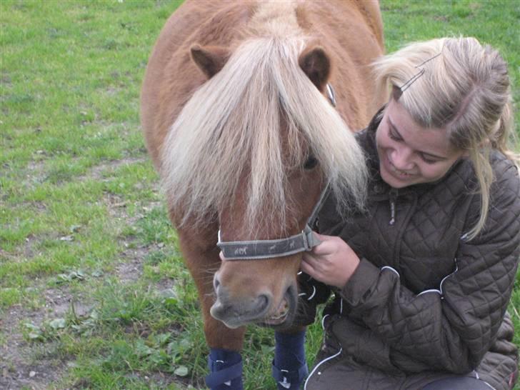 Shetlænder lucas :D - :D hahaha!!!!! billede 9