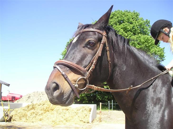 Oldenborg GIPSY - Skal du nu lige ordne det jeg vil ride .. Foto : Christina Hedegaard <3 billede 11