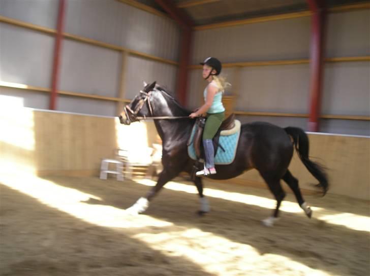 Oldenborg GIPSY - Galop Galop .. det er fedt ikke jeanne .. Foto : Christina Hedegaard <3 billede 14