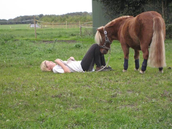 Shetlænder lucas :D - bassen !!! :D billede 10