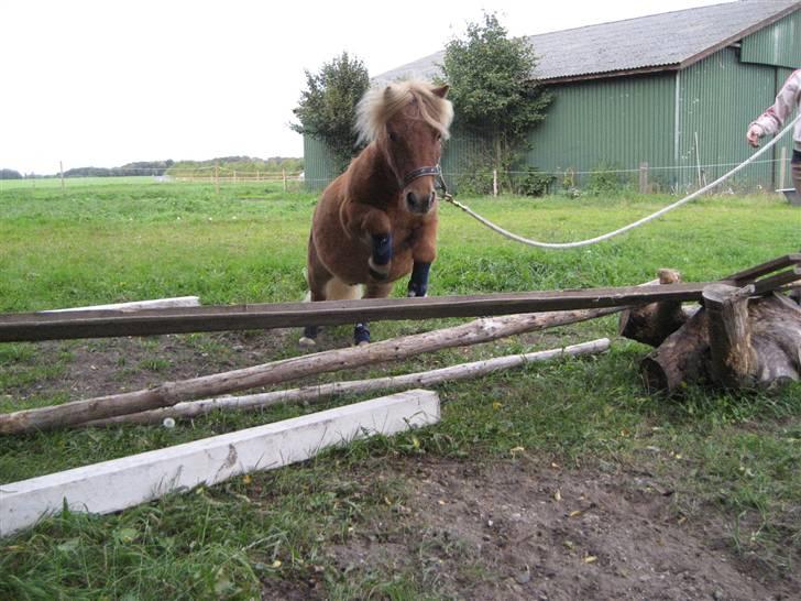 Shetlænder lucas :D - :D basseman billede 11