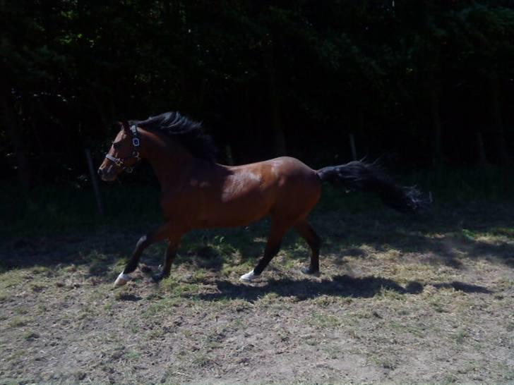 DSP Ambrosius A.M. SOLGT :(  billede 4