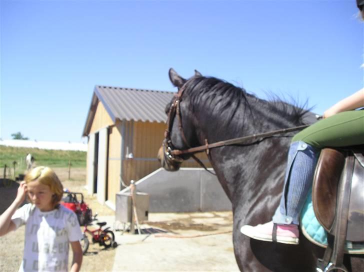 Oldenborg GIPSY - Nu kommer zille hvad fanden vil hun ?? Foto : Christina Hedegaard <3 billede 17