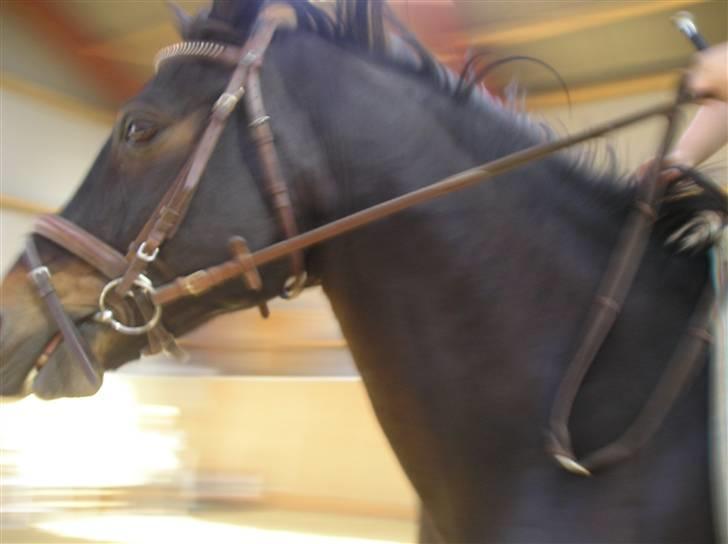 Oldenborg GIPSY - inden for... er lidt hyber jeanne .. Foto : Christina Hedegaard <3 billede 18