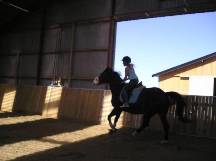 Oldenborg GIPSY - Galop Galop  .. Foto : Christina Hedegaard <3 Vi siger ta også fra jeanne <3 SES billede 20