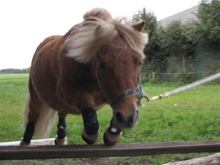 Shetlænder lucas :D - puha hård dag eller hvad ?? billede 12