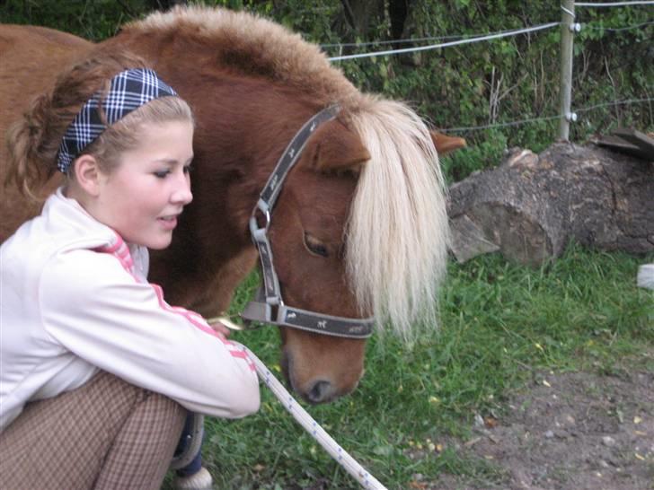Shetlænder lucas :D - det er rart nok at side ned  en gang imellem ;D billede 13