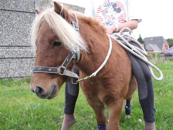 Shetlænder lucas :D - uhh ha det klør ! billede 14