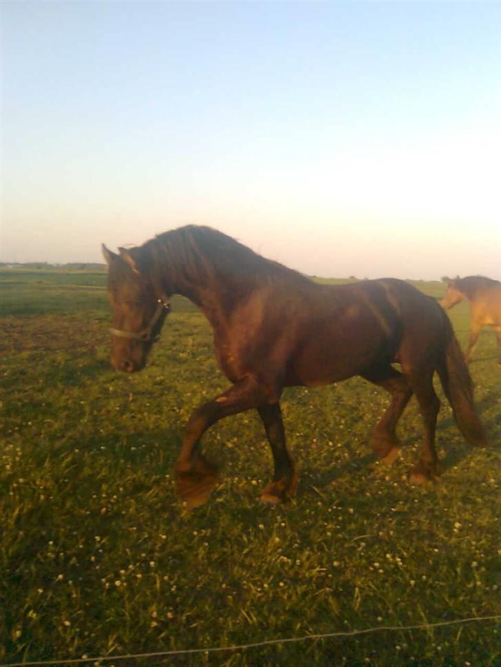 Frieser Tjipke Van Dreine, R.I.P  billede 1