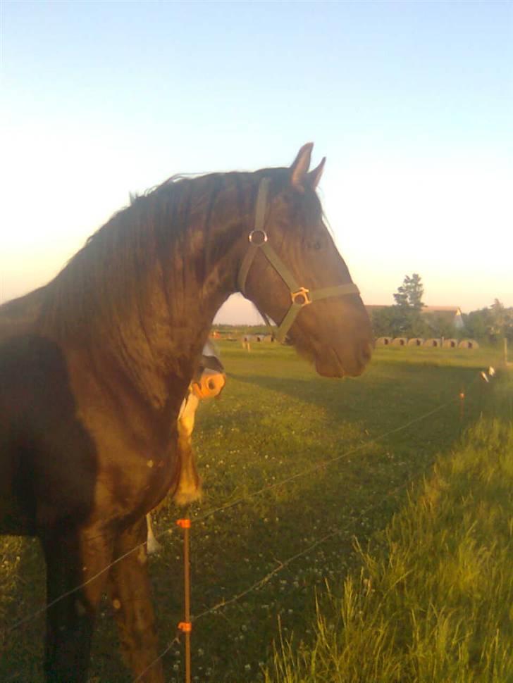 Frieser Tjipke Van Dreine, R.I.P  billede 2