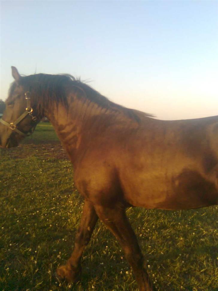 Frieser Tjipke Van Dreine, R.I.P  billede 3