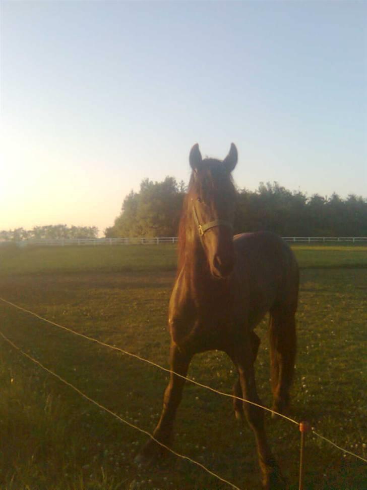 Frieser Tjipke Van Dreine, R.I.P  billede 4