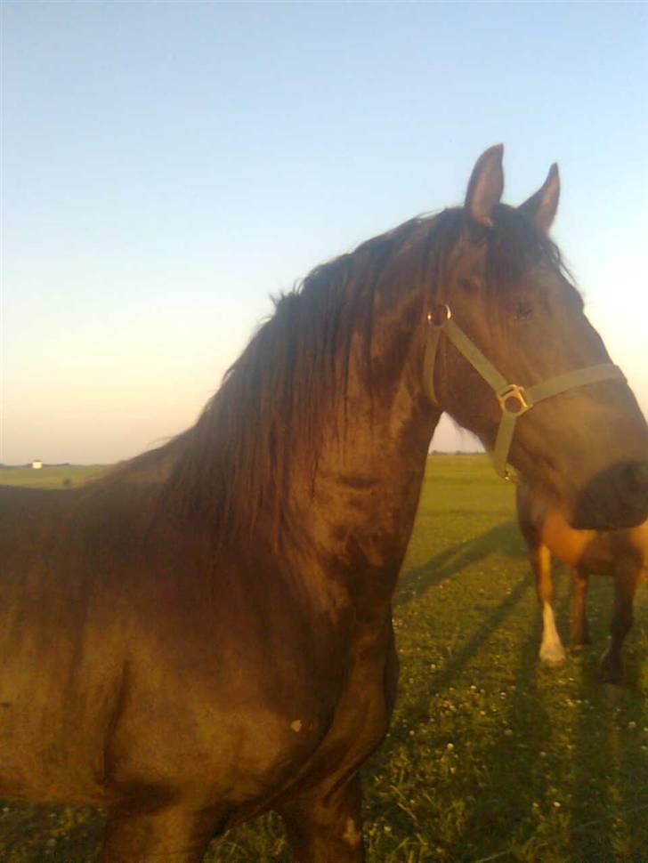 Frieser Tjipke Van Dreine, R.I.P  billede 5