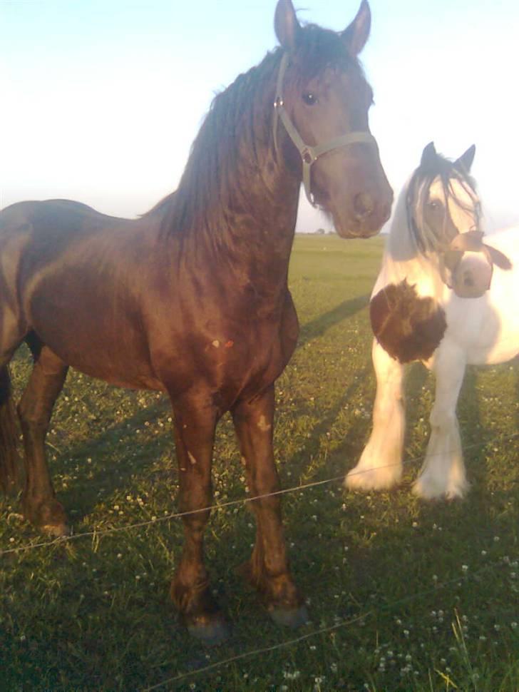 Frieser Tjipke Van Dreine, R.I.P  billede 6