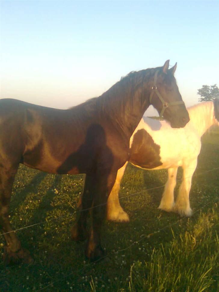 Frieser Tjipke Van Dreine, R.I.P  billede 7