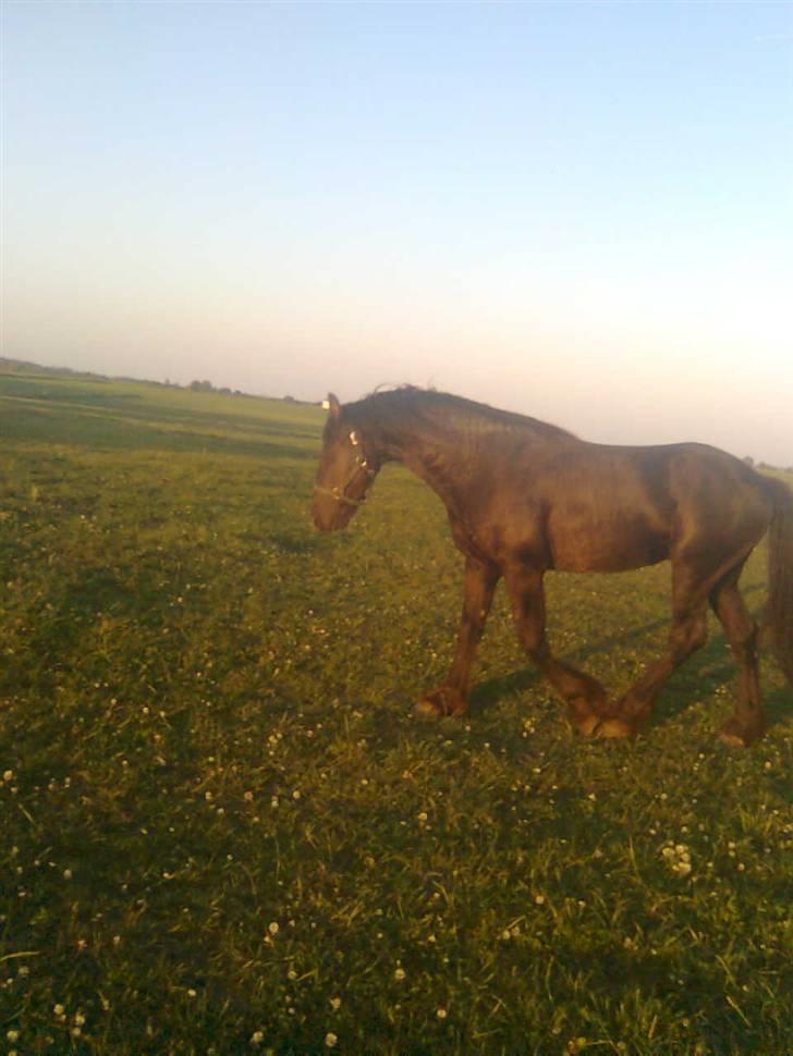 Frieser Tjipke Van Dreine, R.I.P  billede 8