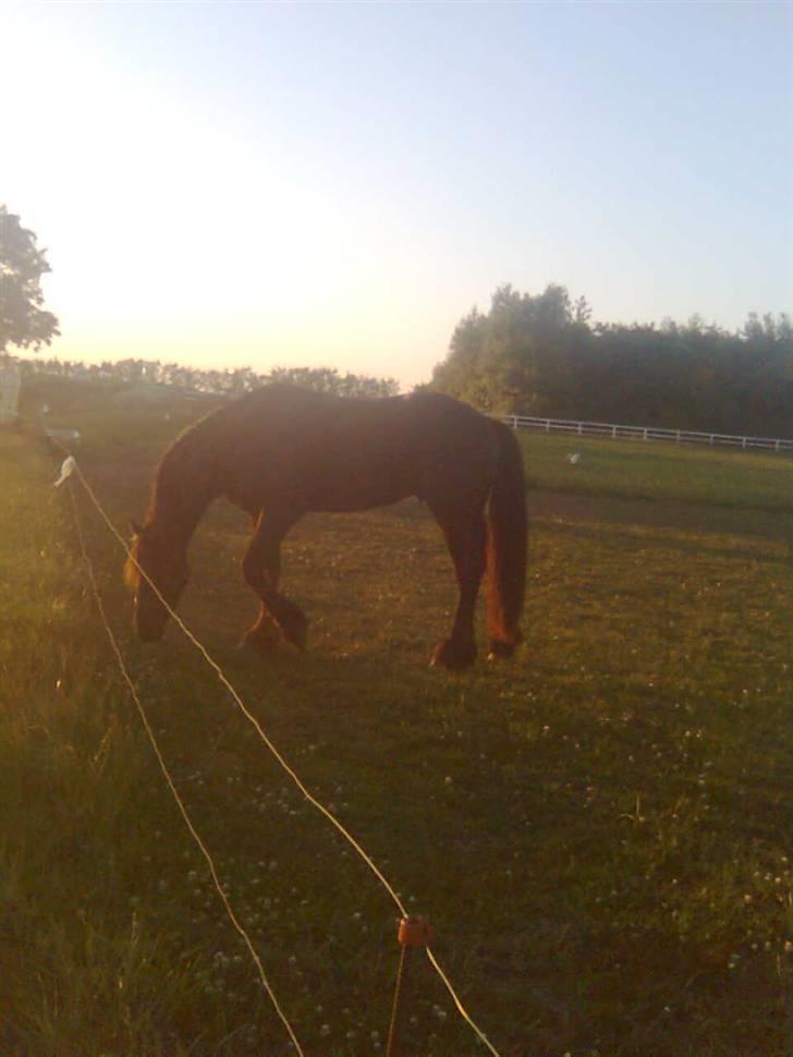 Frieser Tjipke Van Dreine, R.I.P  billede 9