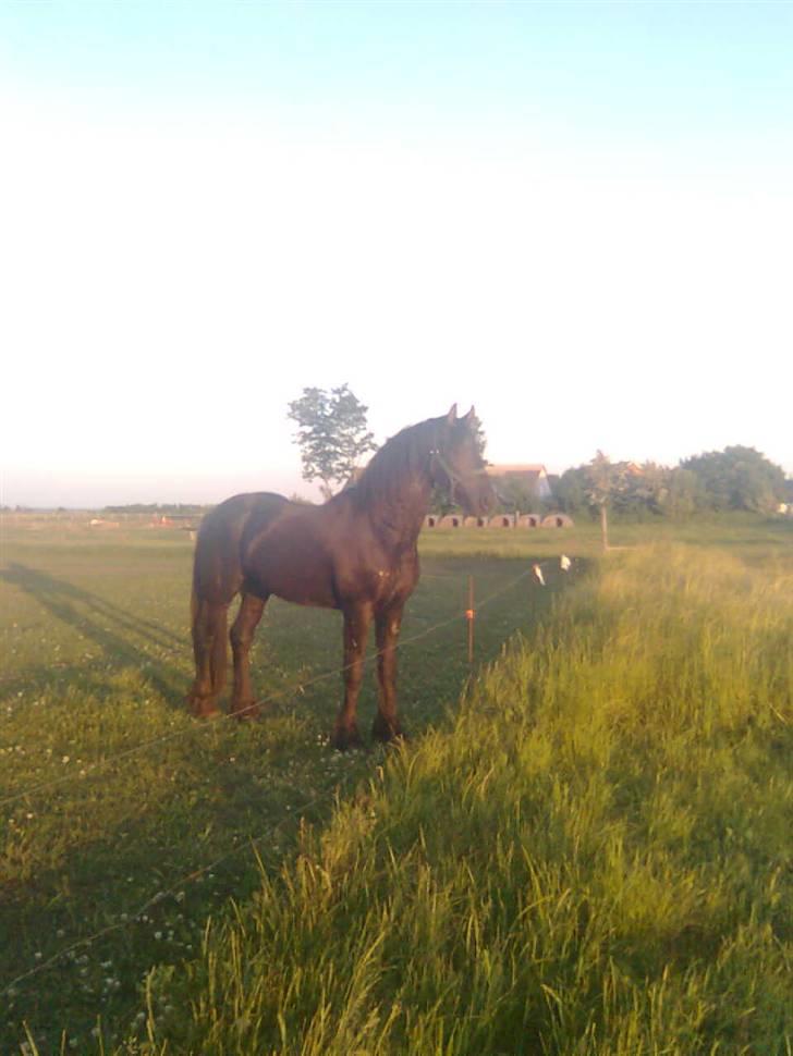 Frieser Tjipke Van Dreine, R.I.P  billede 10