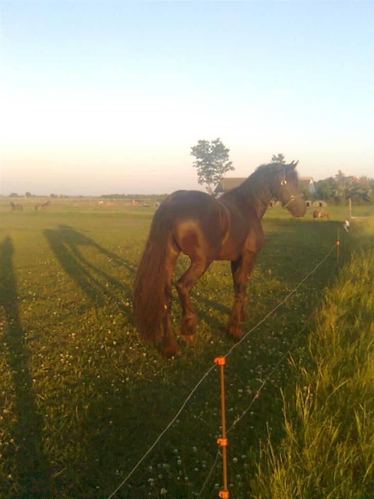 Frieser Tjipke Van Dreine, R.I.P  billede 11