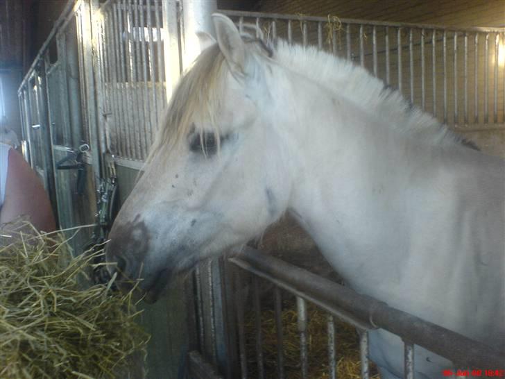 Fjordhest Figgo  - Wrap! (: billede 7