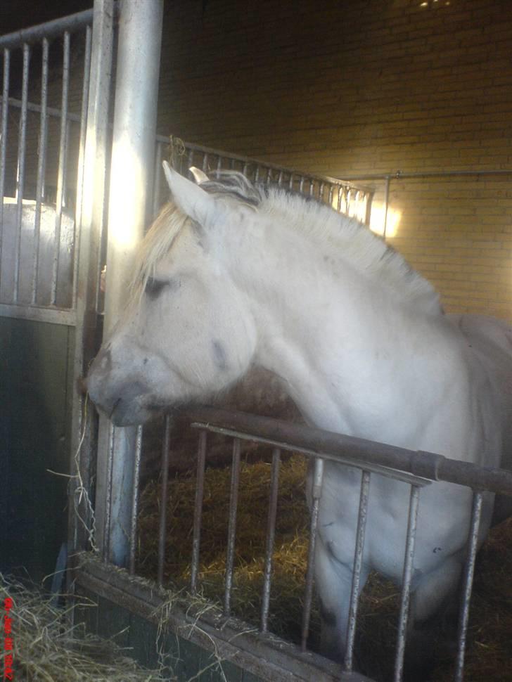 Fjordhest Figgo  - Figgo i sin boks (: billede 8