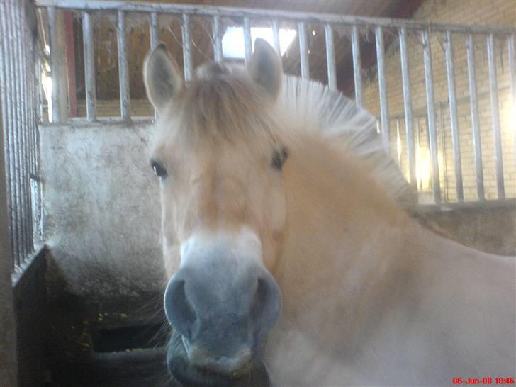 Fjordhest Snuggi - Jeg elsker dig SNUGGI ... billede 12