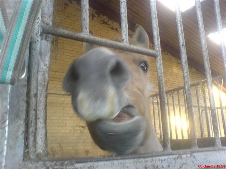 Fjordhest Snuggi - Mere mad ? (: billede 13