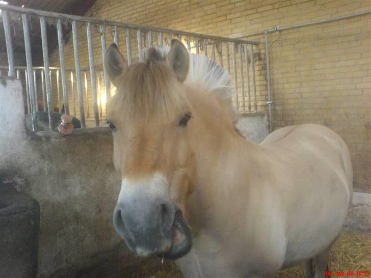 Fjordhest Snuggi - min dejlige Fjordhest snuggi ...  billede 14