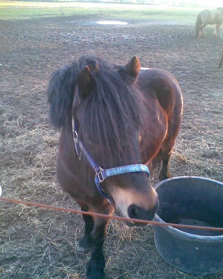 Dartmoor frida Dunemose *solgt billede 5