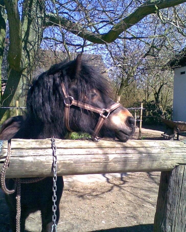 Dartmoor frida Dunemose *solgt billede 6