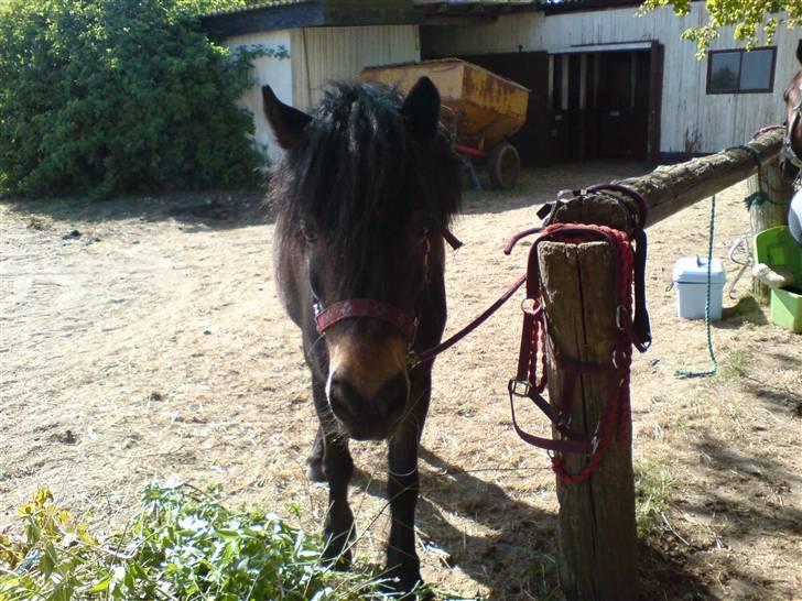 Dartmoor frida Dunemose *solgt billede 7