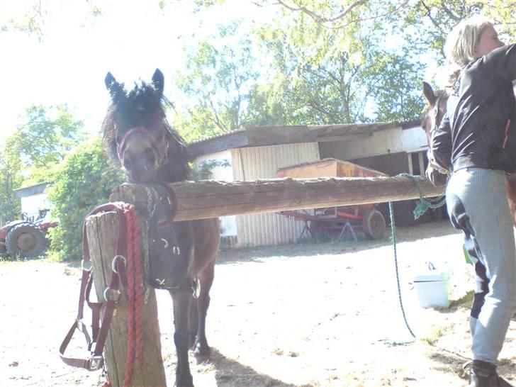 Dartmoor frida Dunemose *solgt billede 8