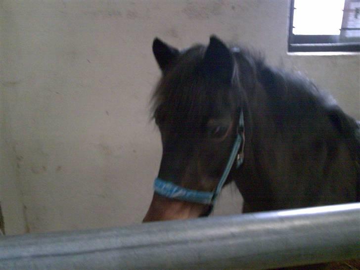 Anden særlig race Fanny-Barndomshest billede 9