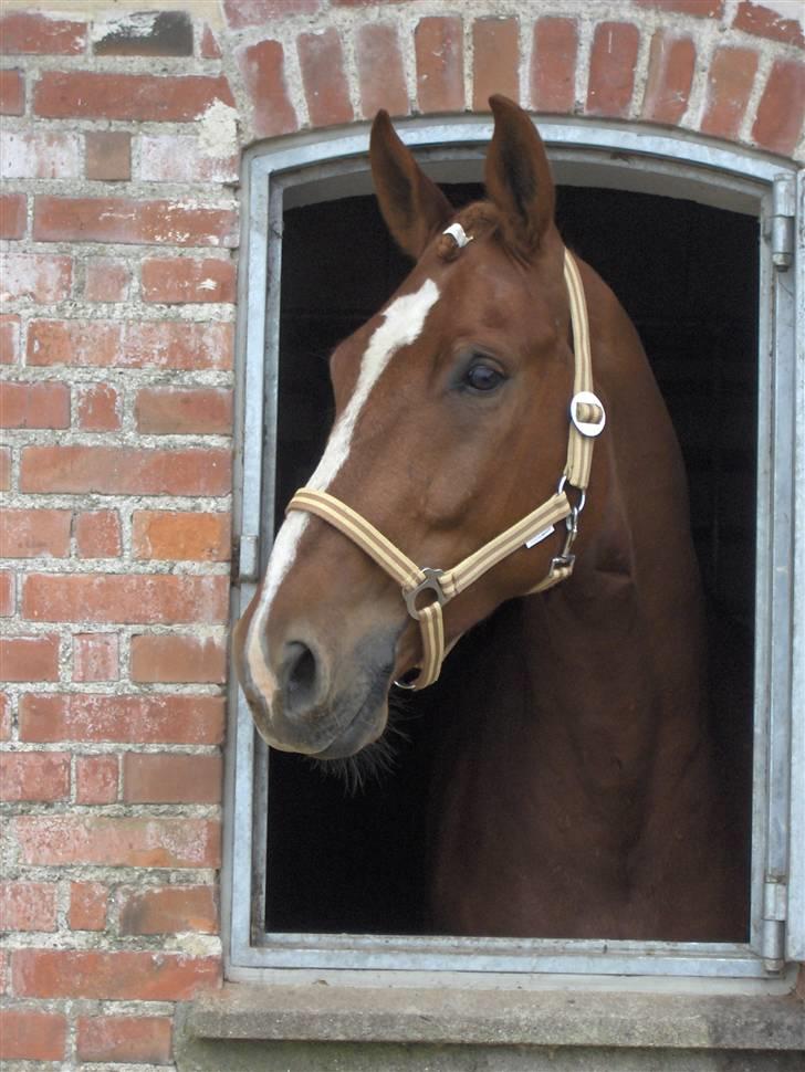 Anden særlig race Kingo billede 1