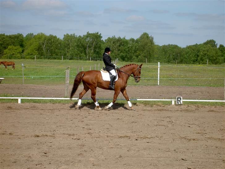 Anden særlig race Kingo billede 2