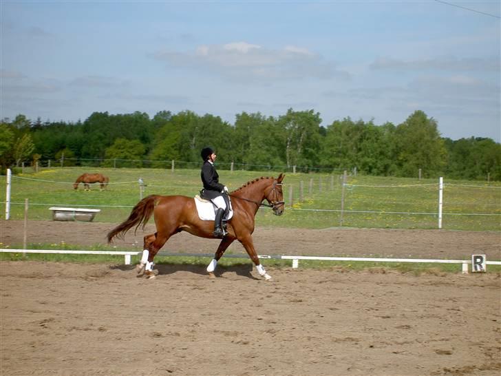 Anden særlig race Kingo billede 3