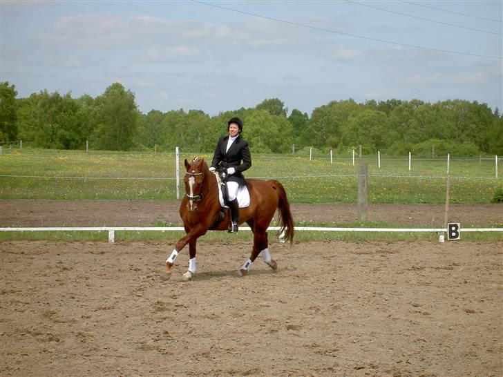 Anden særlig race Kingo billede 4