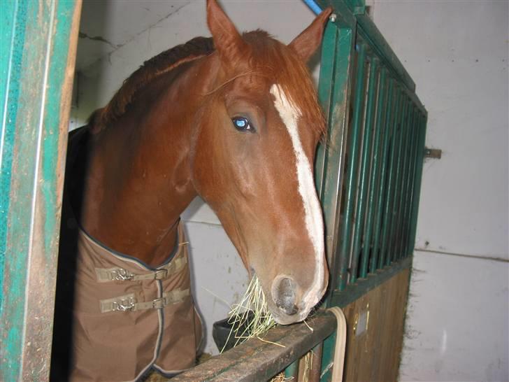 Anden særlig race Kingo billede 5