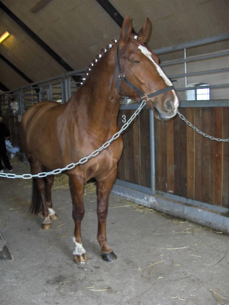 Anden særlig race Kingo billede 6