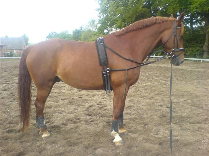 Anden særlig race Kingo billede 7