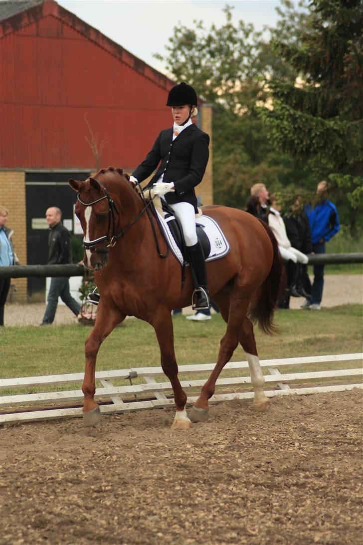 Dansk Varmblod Dupont "C" - samlet trav LA5 billede 18