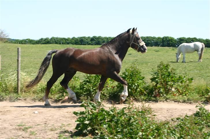 Welsh Cob (sec D) Prince T - Gammel Part <3 - Tøffe, tøffe.. Prince patruljere hegnet ind mod hopperne ;) billede 12